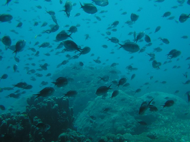 Chromis ternatensis 00421.JPG